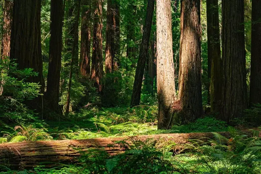 The massive trees and lush forests of Muir Woods.